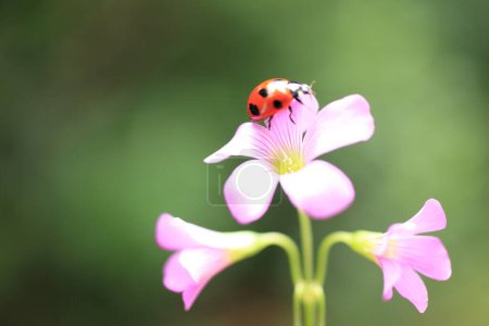 Téléchargez les photos : Une coccinelle assise sur une fleur rose - en image libre de droit