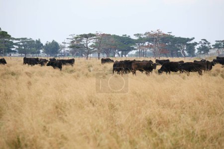 Téléchargez les photos : Un champ de vaches dans un pré - en image libre de droit