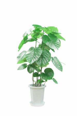 Photo for Potted plant with green leaves and branches on white background - Royalty Free Image