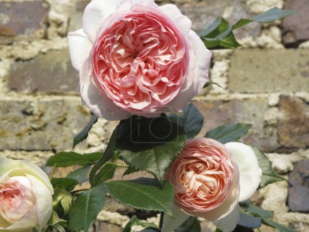 Foto de Beautiful rose flowers, floral concept background - Imagen libre de derechos