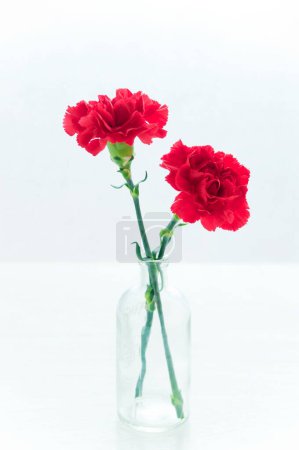 Téléchargez les photos : Belles fleurs oeillet rouge dans un vase en verre - en image libre de droit