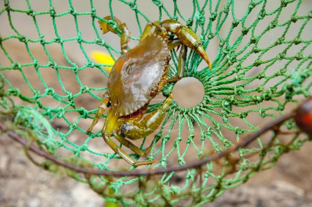 Photo for Crab in the net close up view - Royalty Free Image