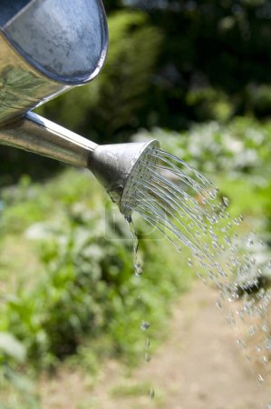 Téléchargez les photos : Arrosoir avec l'eau dans le jardin - en image libre de droit