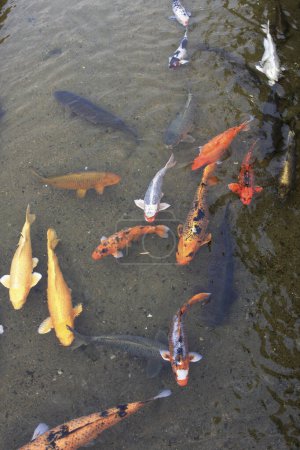 Foto de Un montón de peces en el agua - Imagen libre de derechos