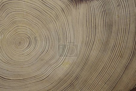Téléchargez les photos : Texture bois, Fond bois naturel - en image libre de droit