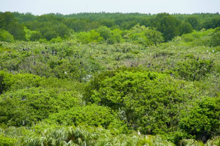 Téléchargez les photos : Arbres verts dans la forêt - en image libre de droit