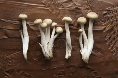 Photo for Fresh ,raw mushrooms on background, close up - Royalty Free Image