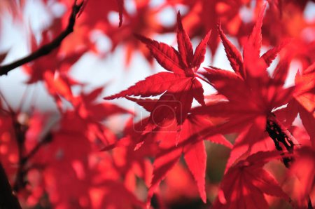 Foto de Hojas de arce rojo en temporada de otoño - Imagen libre de derechos