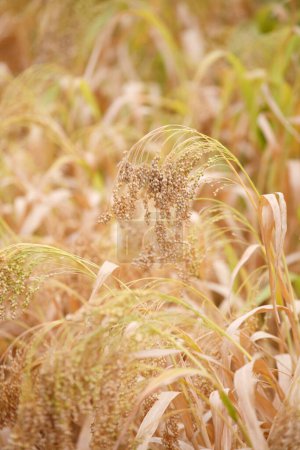 Téléchargez les photos : Gros plan d'un champ de blé sur fond naturel - en image libre de droit
