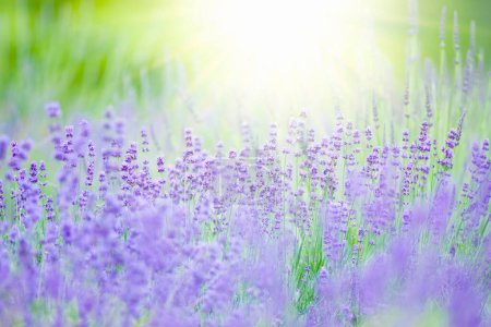 Téléchargez les photos : Un champ de fleurs de lavande avec le soleil brille à travers l'arrière-plan - en image libre de droit