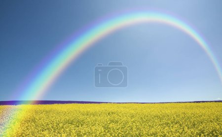 Foto de Arco iris amarillo sobre el campo verde - Imagen libre de derechos
