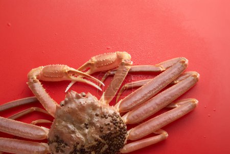 Téléchargez les photos : Gros plan de Chionoecetes opilio frais comme crabe célèbre - en image libre de droit