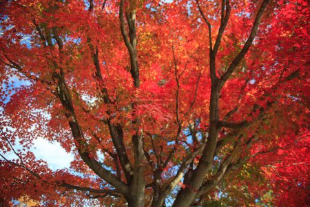 Foto de Coloridos árboles otoñales en el parque, vista diurna - Imagen libre de derechos