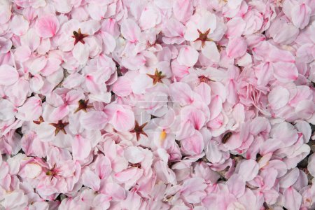Téléchargez les photos : Un bouquet de fleurs roses fond - en image libre de droit