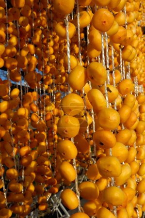 Photo for Japanese Dried Persimmon (Hoshigaki) hanged on strings - Royalty Free Image