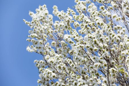 Téléchargez les photos : Arbre de printemps avec des fleurs blanches contre un ciel bleu - en image libre de droit