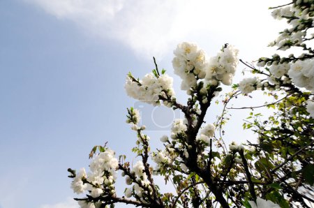 Téléchargez les photos : Fleur de cerisier sur l'arbre dans le parc de printemps - en image libre de droit