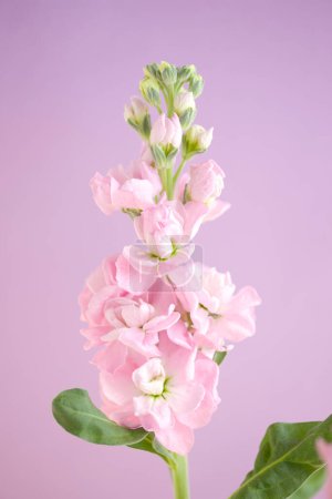 Foto de Una flor rosa con hojas verdes en un jarrón - Imagen libre de derechos