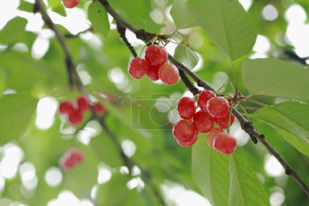 Photo for Red ripe berries on tree branch in garden - Royalty Free Image