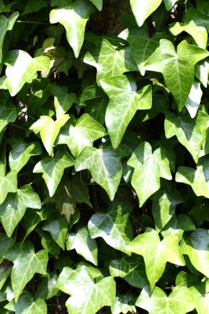 Téléchargez les photos : Feuilles de lierre vert, fond de feuilles vertes - en image libre de droit