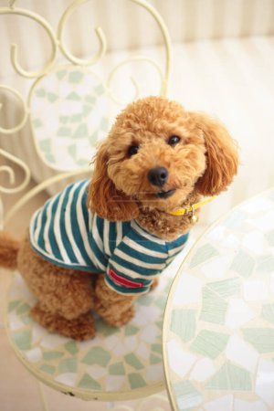 Photo for Cute dog wearing striped shirt, closeup portrait - Royalty Free Image