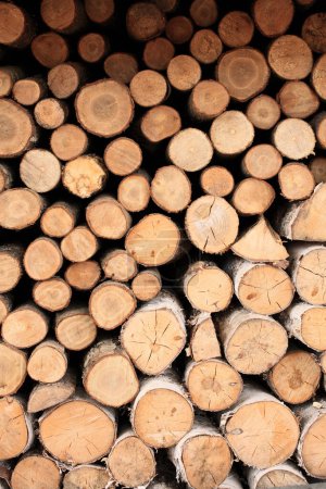 Photo for Pile of cut logs for background, close up - Royalty Free Image