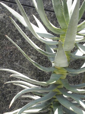 Foto de Planta suculenta de cerca. cactus suculentas. - Imagen libre de derechos