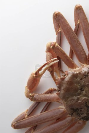 Téléchargez les photos : Gros plan de Chionoecetes opilio frais comme crabe célèbre - en image libre de droit