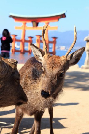 floating Torii gate of Itsukushima shrine temple and deer in Miyajima, Japan