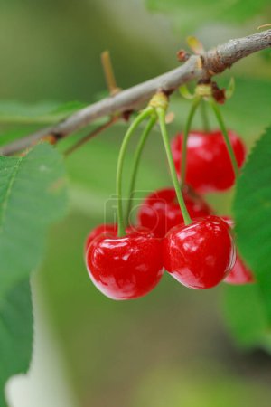Photo for Red ripe berries on tree branch in garden - Royalty Free Image