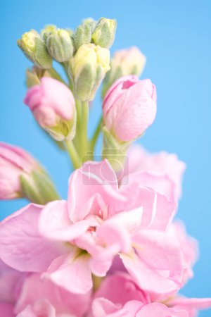 Téléchargez les photos : Une fleur rose avec un fond bleu - en image libre de droit