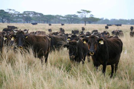 Foto de Manada de vacas negras en el campo en el fondo de la naturaleza - Imagen libre de derechos