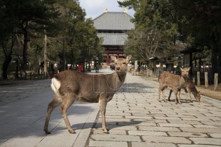 Photo for Cute deer in Nara city, Japan - Royalty Free Image