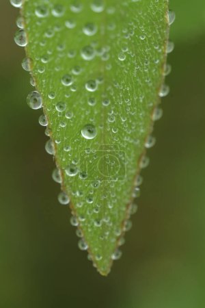 Photo for Close-up view of dew drops on beautiful green leaf in the morning - Royalty Free Image