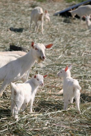 Foto de Cabras blancas en la granja en el fondo natural - Imagen libre de derechos