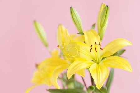 Photo for Yellow lily flowers pink background - Royalty Free Image