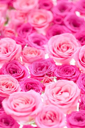 Foto de Hermosas rosas rosadas como fondo - Imagen libre de derechos