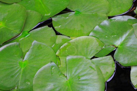 Téléchargez les photos : Feuilles de lotus vert dans le jardin - en image libre de droit