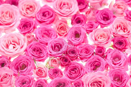 Téléchargez les photos : Rose rose fond de roses. valentine 's day card - en image libre de droit