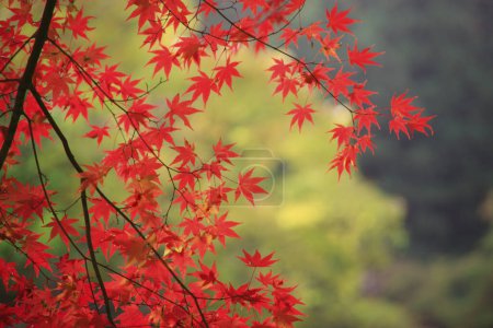Téléchargez les photos : Érable rouge avec feuilles d'automne - en image libre de droit