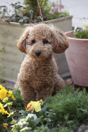 Foto de Hermoso perrito en el jardín - Imagen libre de derechos
