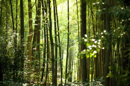 Téléchargez les photos : Belle forêt verte le matin - en image libre de droit