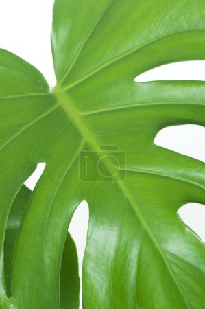Photo for Green monstera plant on white background - Royalty Free Image