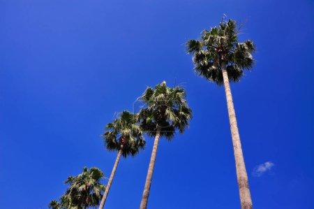 Photo for Low angle view of tall palm trees against blue sky - Royalty Free Image