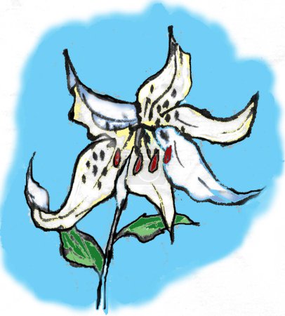 Foto de Acuarela dibujo de flor de lirio. ilustración dibujada a mano - Imagen libre de derechos
