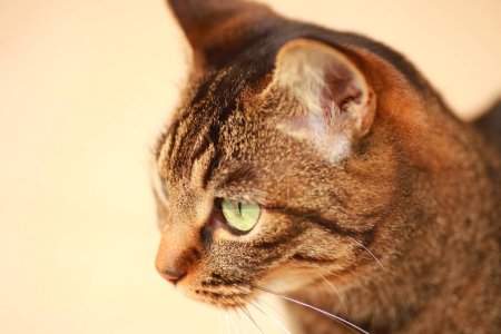 Foto de Primer plano - la cara de un gato. - Imagen libre de derechos