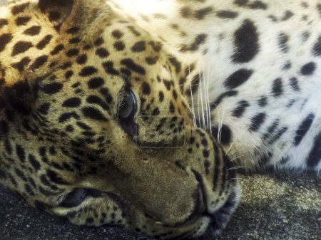 Foto de Animal leopardo en el zoológico en el fondo, de cerca - Imagen libre de derechos
