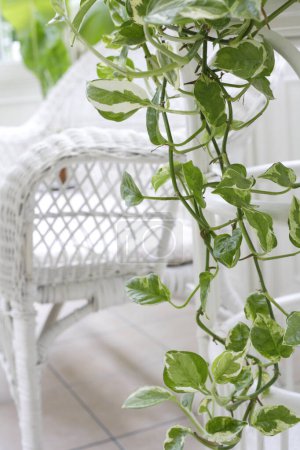 Foto de Hermoso diseño interior de una sala de estar con plantas verdes en la olla - Imagen libre de derechos