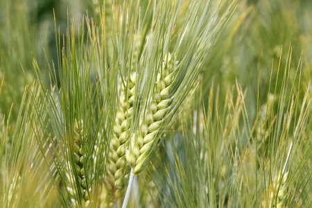 Photo for Green wheat with blurry background, closeup - Royalty Free Image