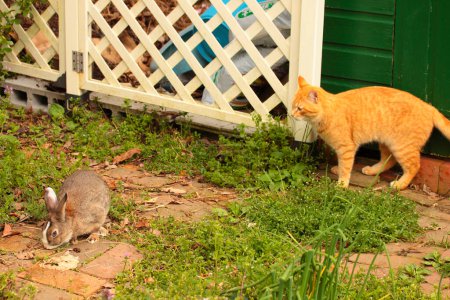 Téléchargez les photos : Plan extérieur de chat mignon en journée - en image libre de droit